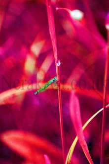Dragonfly On Stalk 5